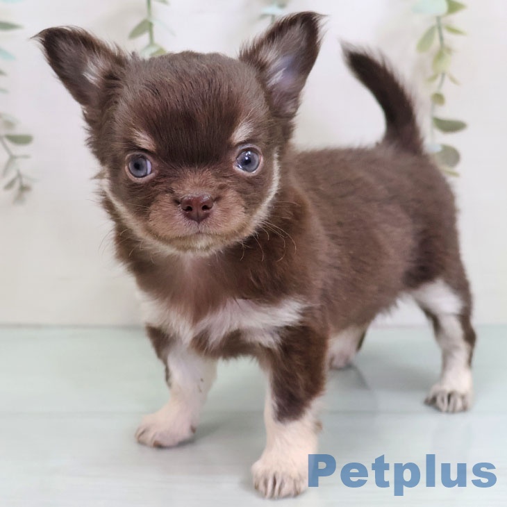 福岡県のチワワ(ロング) (ペットプラス 香椎浜店/2025年10月27日生まれ/女の子/チョコレートタンホワイト)の子犬の1枚目の画像