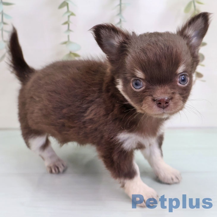 福岡県のチワワ(ロング) (ペットプラス 香椎浜店/2025年10月27日生まれ/女の子/チョコレートタンホワイト)の子犬の2枚目の画像