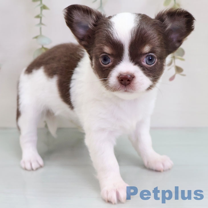 宮崎県のチワワ(ロング) (ペットプラス 宮崎店/2025年10月27日生まれ/女の子/チョコレートタンホワイト)の子犬の1枚目の画像