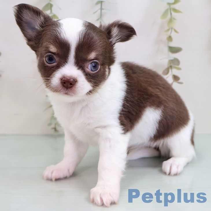 宮崎県のチワワ(ロング) (ペットプラス 宮崎店/2025年10月27日生まれ/女の子/チョコレートタンホワイト)の子犬の2枚目の画像