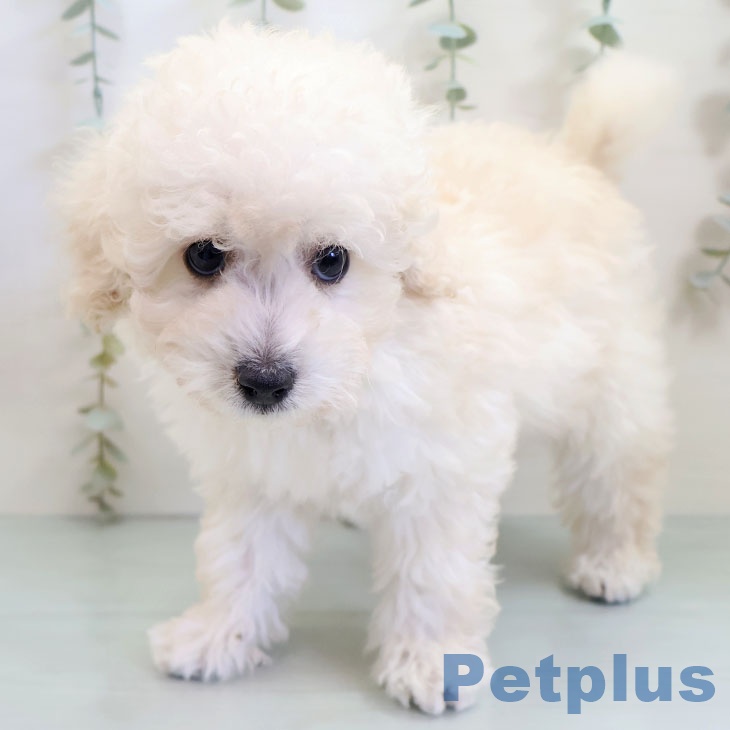 宮崎県のトイプードル(トイ) (ペットプラス 宮崎店/2025年10月28日生まれ/男の子/クリーム)の子犬の1枚目の画像