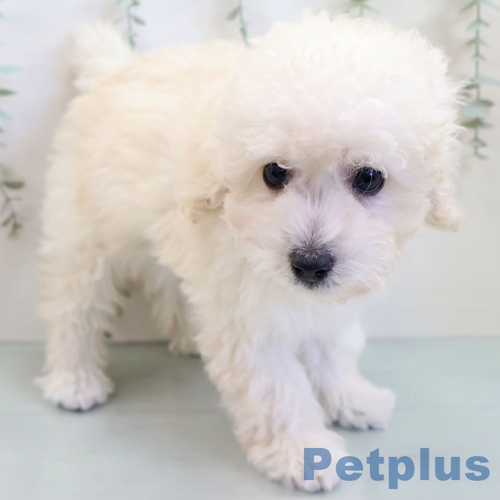 宮崎県のトイプードル(トイ) (ペットプラス 宮崎店/2025年10月28日生まれ/男の子/クリーム)の子犬の2枚目の画像