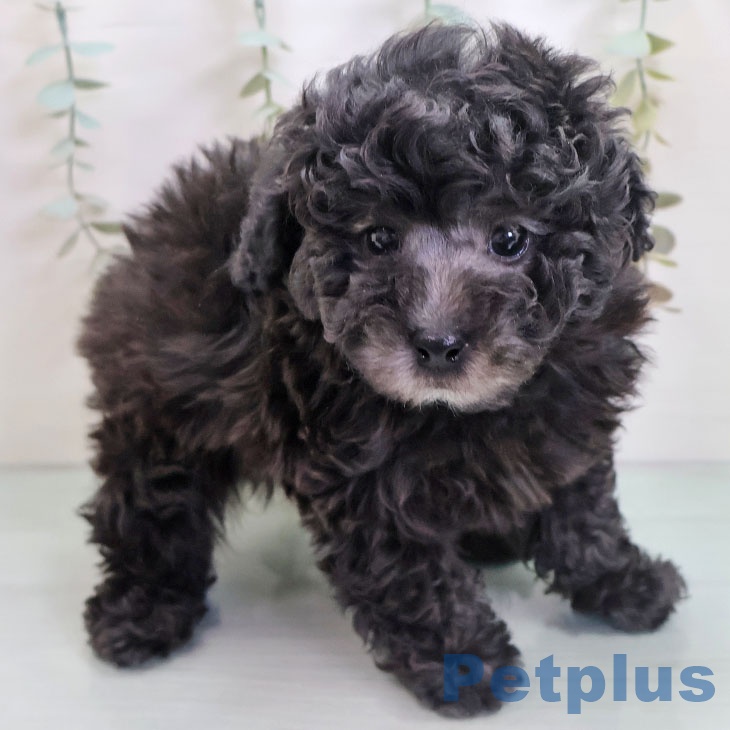 福岡県のトイプードル(トイ) (ペットプラス 福岡店/2025年10月30日生まれ/男の子/シルバー)の子犬の1枚目の画像