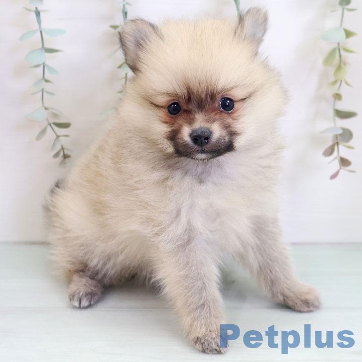 福岡県のポメラニアン (ペットプラス 八幡東店/2025年10月30日生まれ/女の子/クリームセーブル)の子犬の2枚目の画像
