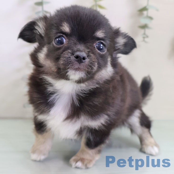 埼玉県のチワワ(ロング) (ペットプラス 上尾店/2025年10月30日生まれ/男の子/ブラックタンホワイト)の子犬の1枚目の画像