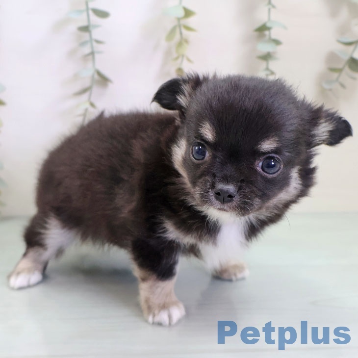 埼玉県のチワワ(ロング) (ペットプラス 上尾店/2025年10月30日生まれ/男の子/ブラックタンホワイト)の子犬の2枚目の画像