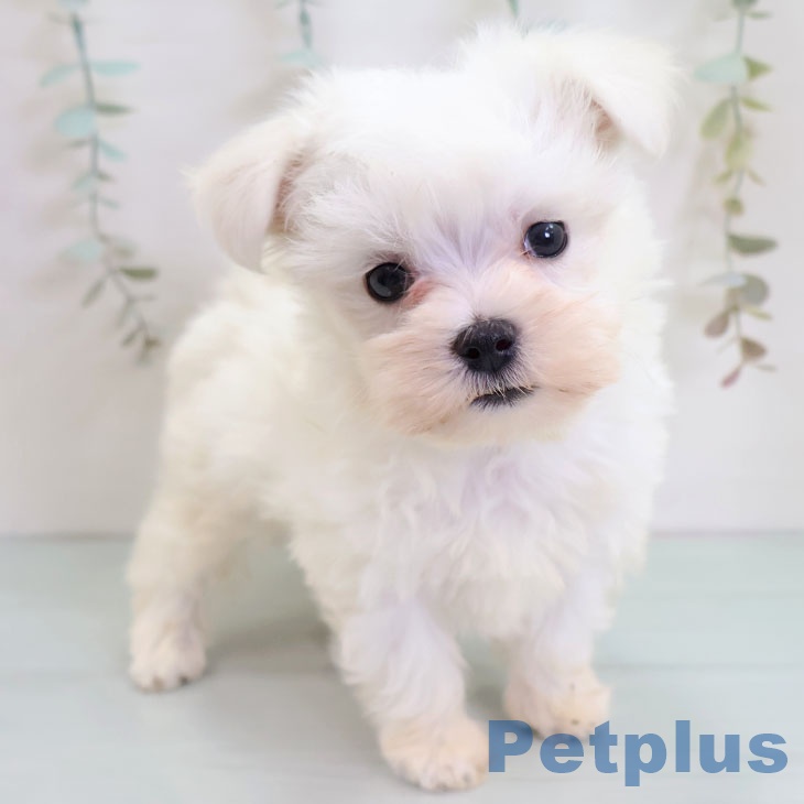 長崎県のマルチーズ (ペットプラス 長崎店/2025年10月30日生まれ/男の子/ホワイト)の子犬の1枚目の画像