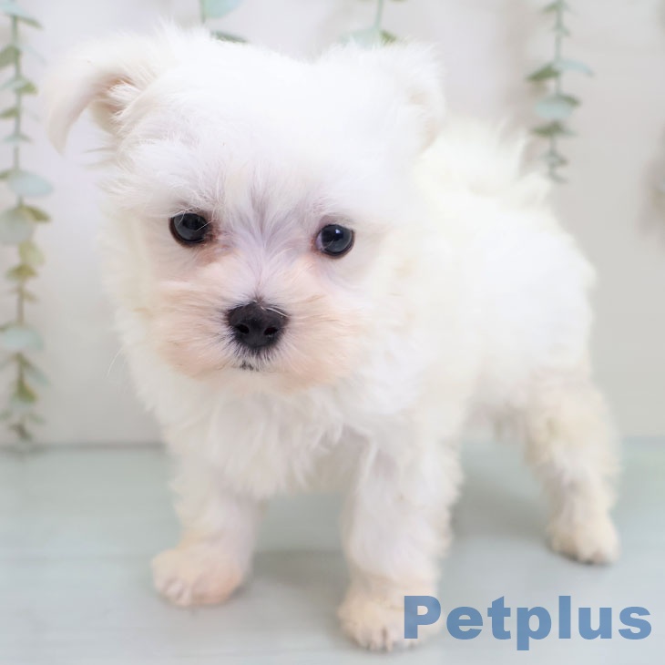 長崎県のマルチーズ (ペットプラス 長崎店/2025年10月30日生まれ/男の子/ホワイト)の子犬の2枚目の画像