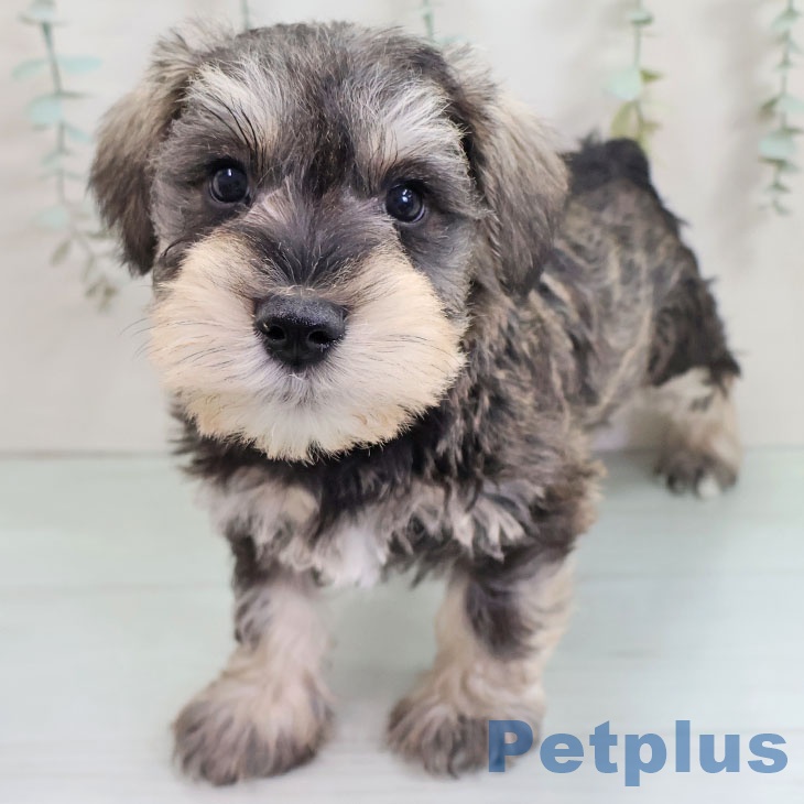 熊本県のミニチュアシュナウザー (ペットプラス 熊本店/2025年10月27日生まれ/男の子/ソルトペッパー)の子犬の1枚目の画像