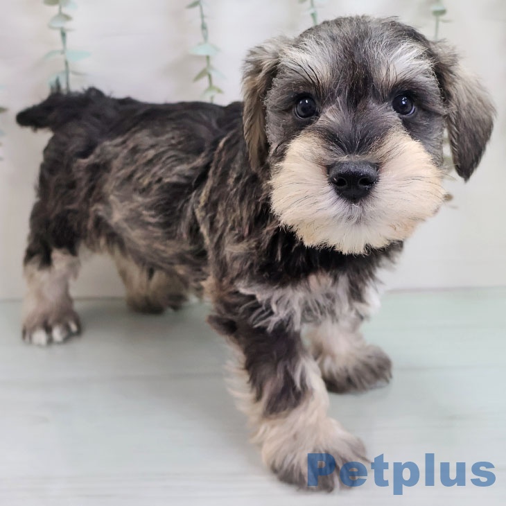 熊本県のミニチュアシュナウザー (ペットプラス 熊本店/2025年10月27日生まれ/男の子/ソルトペッパー)の子犬の2枚目の画像