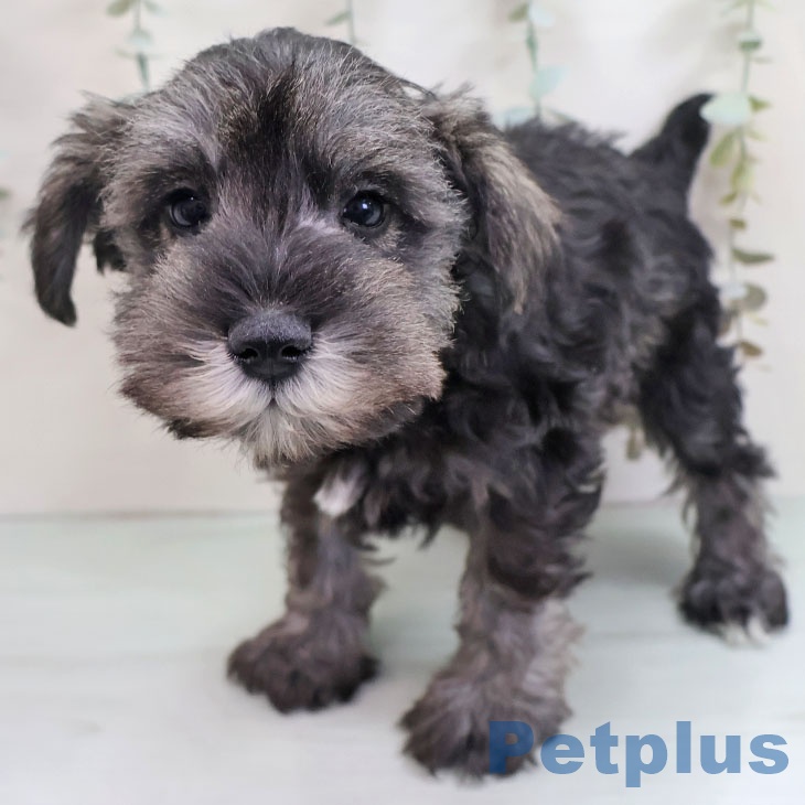 福岡県のミニチュアシュナウザー (ペットプラス 八幡東店/2025年10月27日生まれ/男の子/ソルトペッパー)の子犬の1枚目の画像