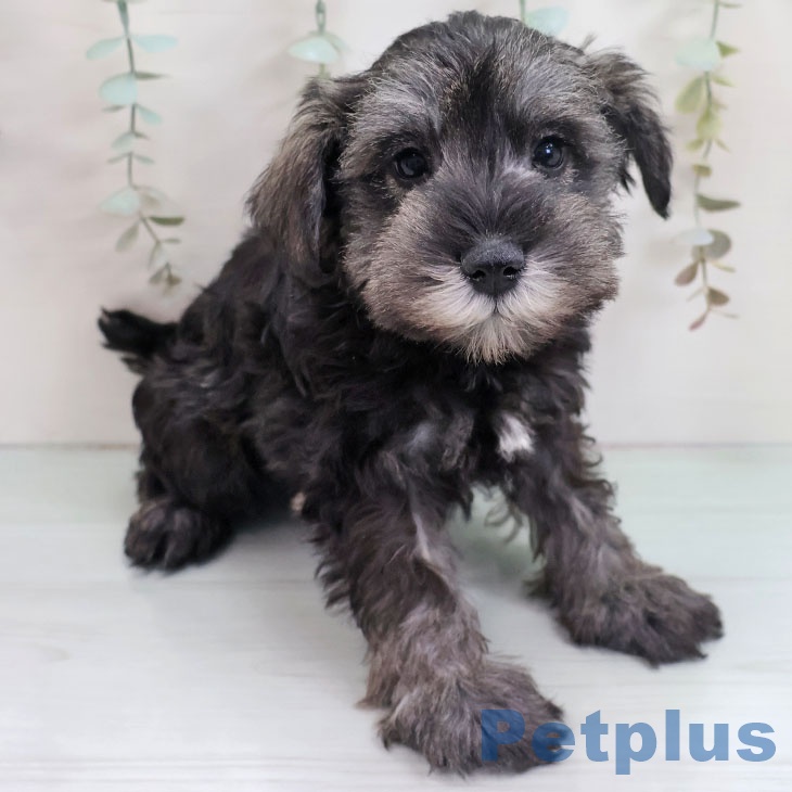 福岡県のミニチュアシュナウザー (ペットプラス 八幡東店/2025年10月27日生まれ/男の子/ソルトペッパー)の子犬の2枚目の画像