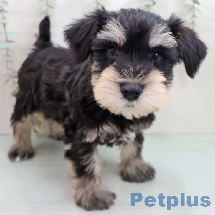 福岡県のミニチュアシュナウザー (ペットプラス 八幡東店/2025年10月27日生まれ/男の子/ブラックシルバー)の子犬の1枚目の画像