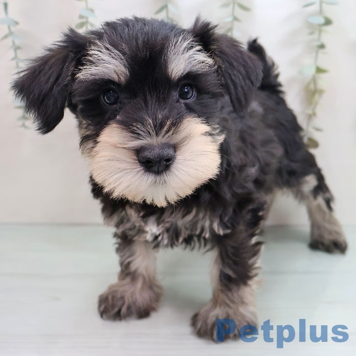 福岡県のミニチュアシュナウザー (ペットプラス 八幡東店/2025年10月27日生まれ/男の子/ブラックシルバー)の子犬の2枚目の画像