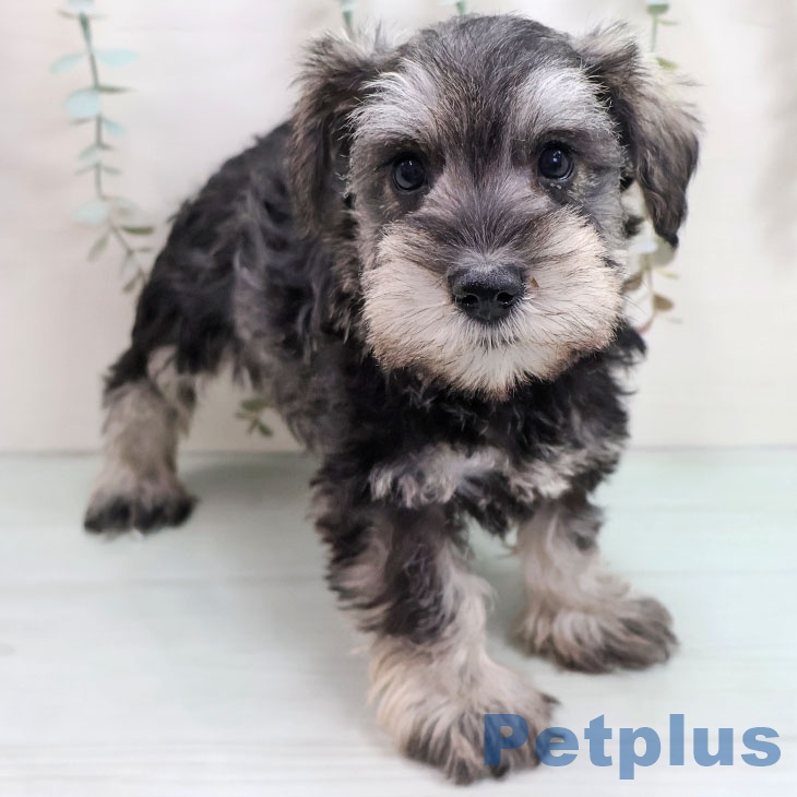鹿児島県のミニチュアシュナウザー (ペットプラス 姶良店/2025年10月27日生まれ/女の子/ソルトペッパー)の子犬の1枚目の画像