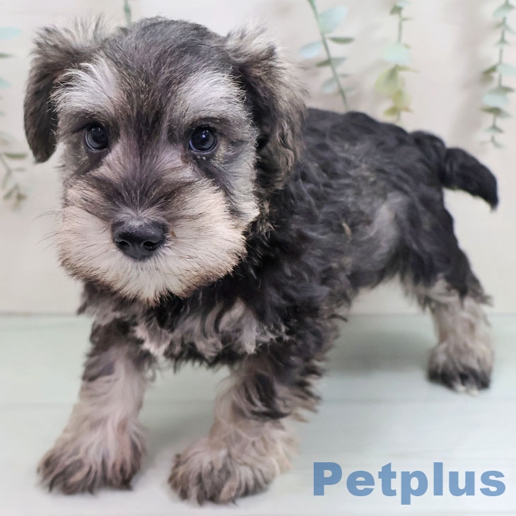 鹿児島県のミニチュアシュナウザー (ペットプラス 姶良店/2025年10月27日生まれ/女の子/ソルトペッパー)の子犬の2枚目の画像