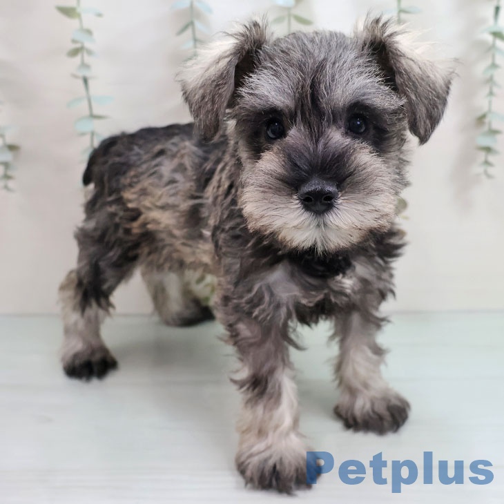 福岡県のミニチュアシュナウザー (ペットプラス ららぽーと福岡店/2025年10月27日生まれ/女の子/ソルトペッパー)の子犬の1枚目の画像