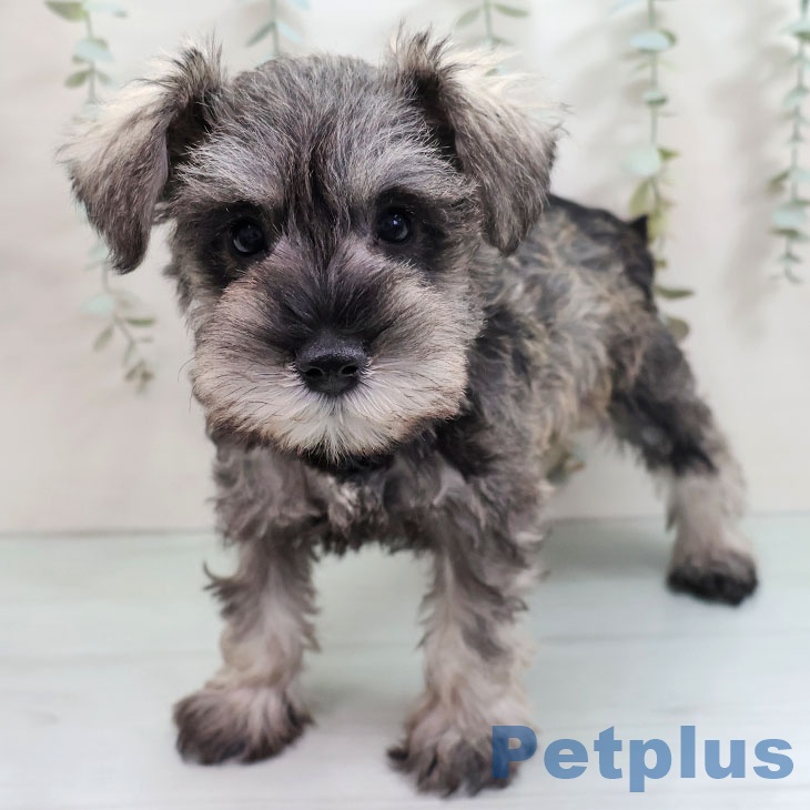 福岡県のミニチュアシュナウザー (ペットプラス ららぽーと福岡店/2025年10月27日生まれ/女の子/ソルトペッパー)の子犬の2枚目の画像