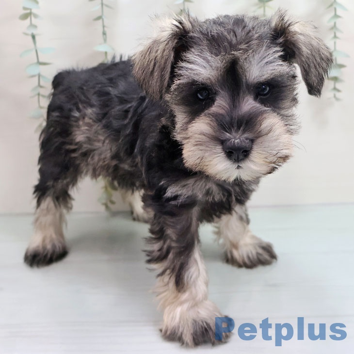 沖縄県のミニチュアシュナウザー (ペットプラス 沖縄ライカム店/2025年10月27日生まれ/女の子/ソルトペッパー)の子犬の1枚目の画像