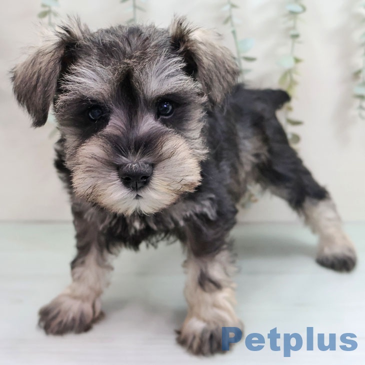 沖縄県のミニチュアシュナウザー (ペットプラス 沖縄ライカム店/2025年10月27日生まれ/女の子/ソルトペッパー)の子犬の2枚目の画像