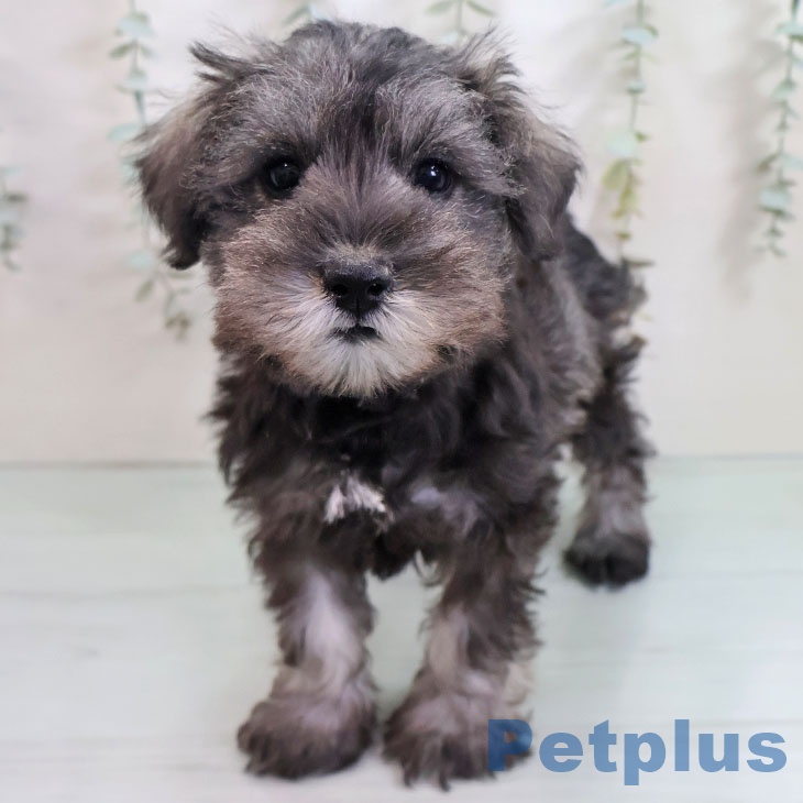 沖縄県のミニチュアシュナウザー (ペットプラス 南風原店/2025年10月27日生まれ/女の子/ソルトペッパー)の子犬の1枚目の画像