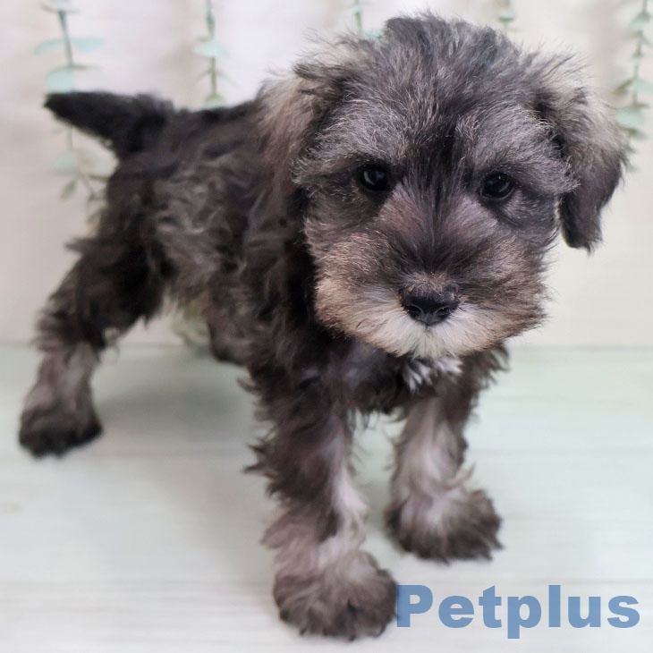 沖縄県のミニチュアシュナウザー (ペットプラス 南風原店/2025年10月27日生まれ/女の子/ソルトペッパー)の子犬の2枚目の画像