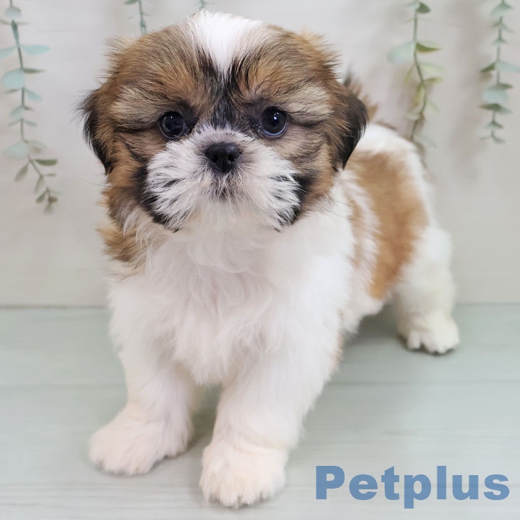 宮崎県のシーズー (ペットプラス 宮崎店/2025年10月26日生まれ/女の子/ホワイトゴールド)の子犬の1枚目の画像