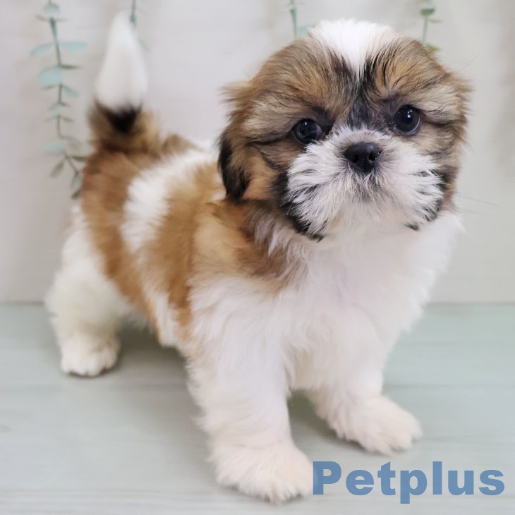 宮崎県のシーズー (ペットプラス 宮崎店/2025年10月26日生まれ/女の子/ホワイトゴールド)の子犬の2枚目の画像