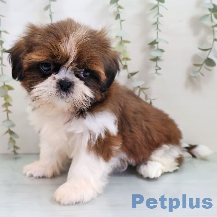 福岡県のシーズー (ペットプラス 福岡店/2025年10月26日生まれ/女の子/ホワイトゴールド)の子犬の2枚目の画像