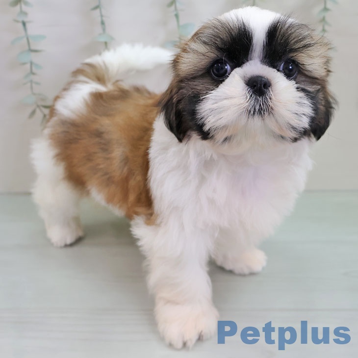 熊本県のシーズー (ペットプラス 熊本店/2025年10月26日生まれ/女の子/ホワイトゴールド)の子犬の1枚目の画像