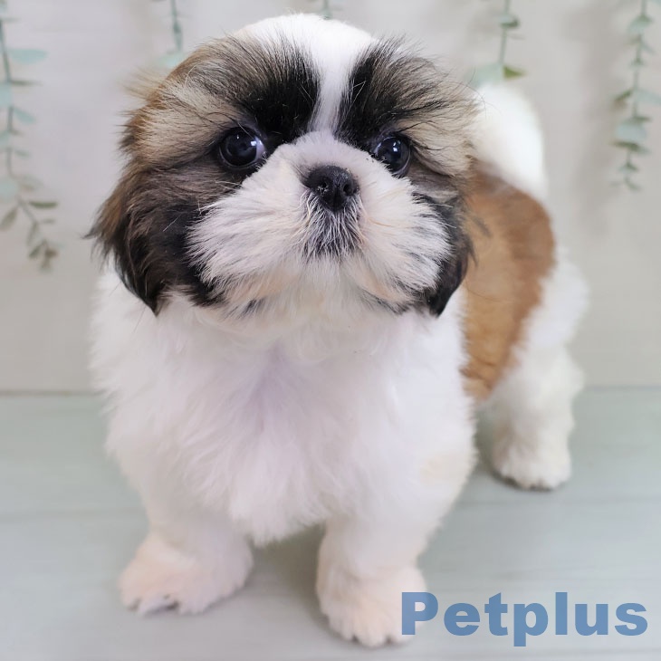 熊本県のシーズー (ペットプラス 熊本店/2025年10月26日生まれ/女の子/ホワイトゴールド)の子犬の2枚目の画像