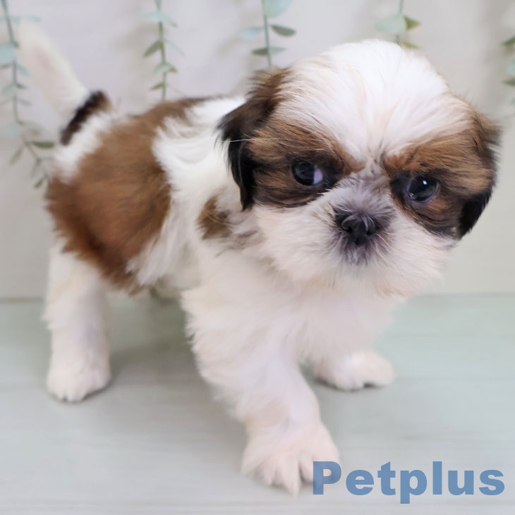 福岡県のシーズー (ペットプラス ららぽーと福岡店/2025年10月26日生まれ/女の子/ホワイトゴールド)の子犬の1枚目の画像