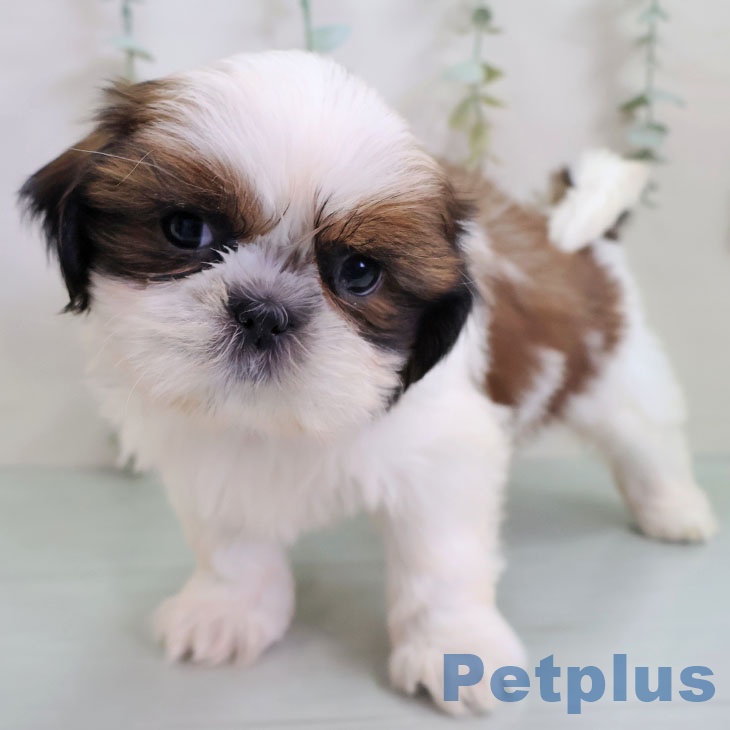 福岡県のシーズー (ペットプラス ららぽーと福岡店/2025年10月26日生まれ/女の子/ホワイトゴールド)の子犬の2枚目の画像