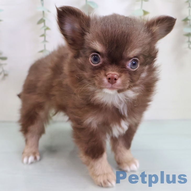 福岡県のチワワ(ロング) (ペットプラス 八幡東店/2025年10月28日生まれ/男の子/チョコレートタンホワイト)の子犬の1枚目の画像