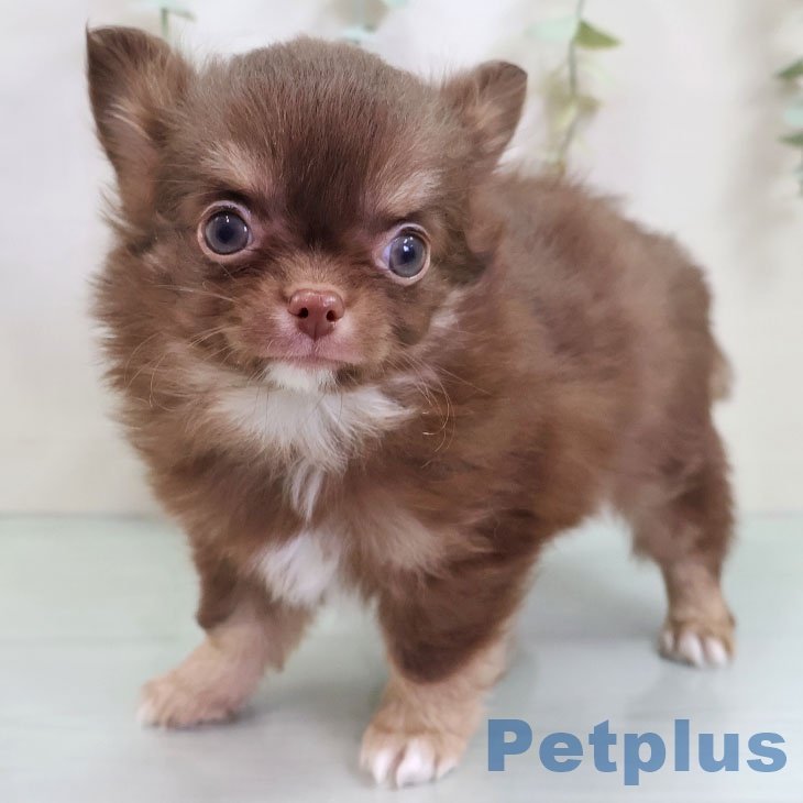 福岡県のチワワ(ロング) (ペットプラス 八幡東店/2025年10月28日生まれ/男の子/チョコレートタンホワイト)の子犬の2枚目の画像