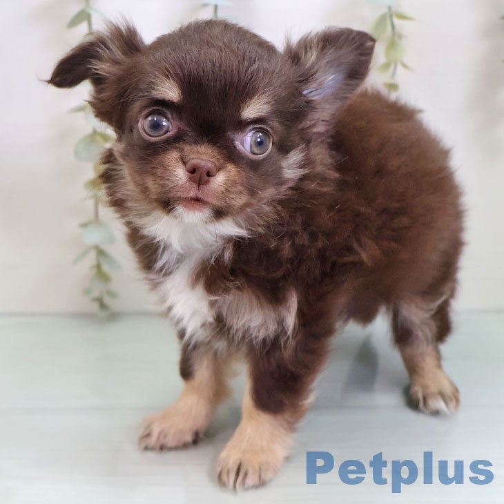 福岡県のチワワ(ロング) (ペットプラス 八幡東店/2025年10月28日生まれ/女の子/チョコレートタンホワイト)の子犬の1枚目の画像