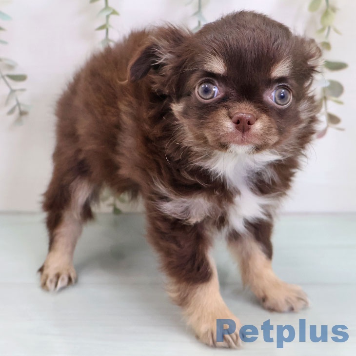 福岡県のチワワ(ロング) (ペットプラス 八幡東店/2025年10月28日生まれ/女の子/チョコレートタンホワイト)の子犬の2枚目の画像