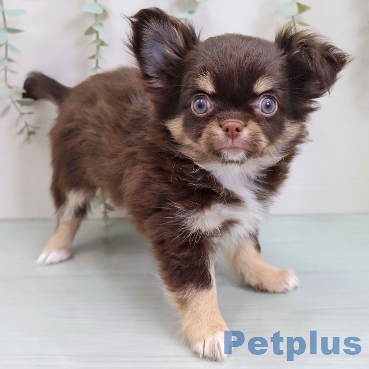 福岡県のチワワ(ロング) (ペットプラス ららぽーと福岡店/2025年10月28日生まれ/女の子/チョコレートタンホワイト)の子犬の1枚目の画像