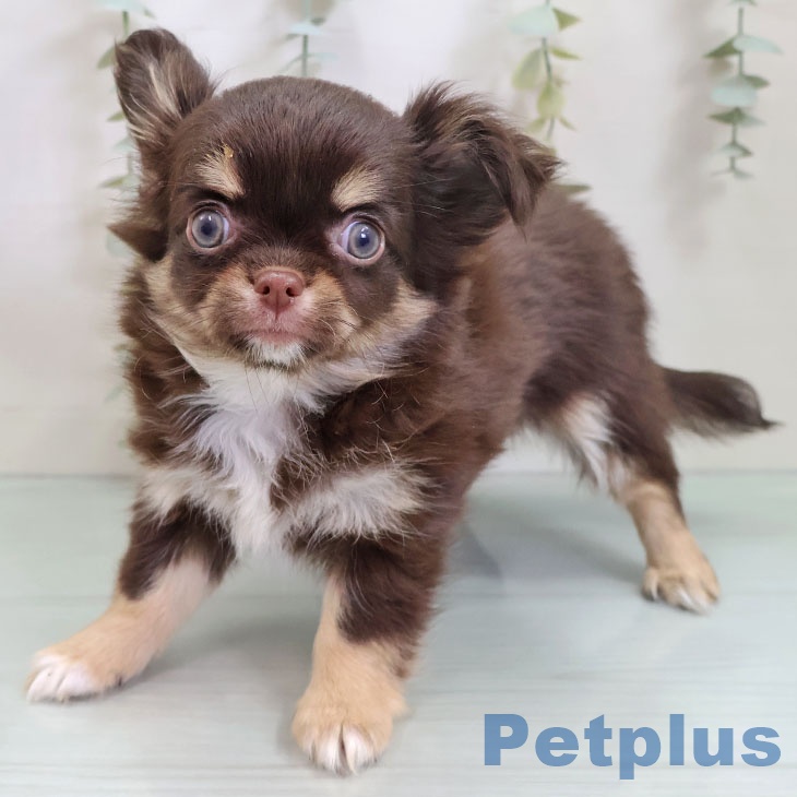 福岡県のチワワ(ロング) (ペットプラス ららぽーと福岡店/2025年10月28日生まれ/女の子/チョコレートタンホワイト)の子犬の2枚目の画像