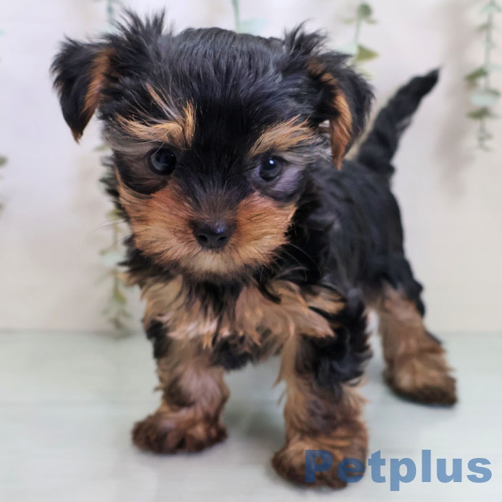 宮崎県のヨークシャーテリア (ペットプラス 宮崎店/2025年10月30日生まれ/男の子/スチールブルータン)の子犬の1枚目の画像