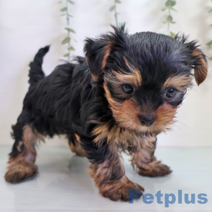 宮崎県のヨークシャーテリア (ペットプラス 宮崎店/2025年10月30日生まれ/男の子/スチールブルータン)の子犬の2枚目の画像