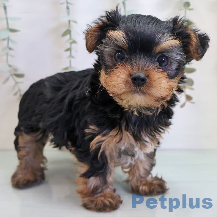 埼玉県のヨークシャーテリア (ペットプラス ららぽーと新三郷店/2025年10月30日生まれ/男の子/スチールブルータン)の子犬の1枚目の画像