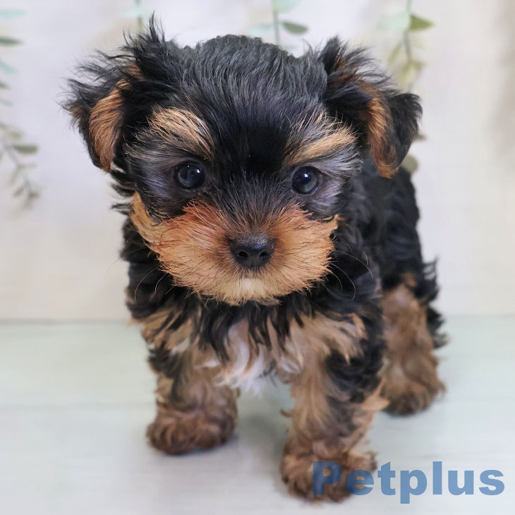 埼玉県のヨークシャーテリア (ペットプラス ららぽーと新三郷店/2025年10月30日生まれ/男の子/スチールブルータン)の子犬の2枚目の画像