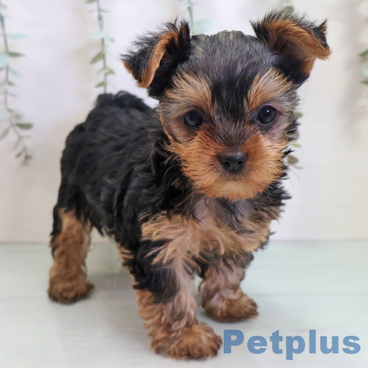神奈川県のヨークシャーテリア (ペットプラス 湘南平塚店/2025年10月30日生まれ/女の子/スチールブルータン)の子犬の2枚目の画像