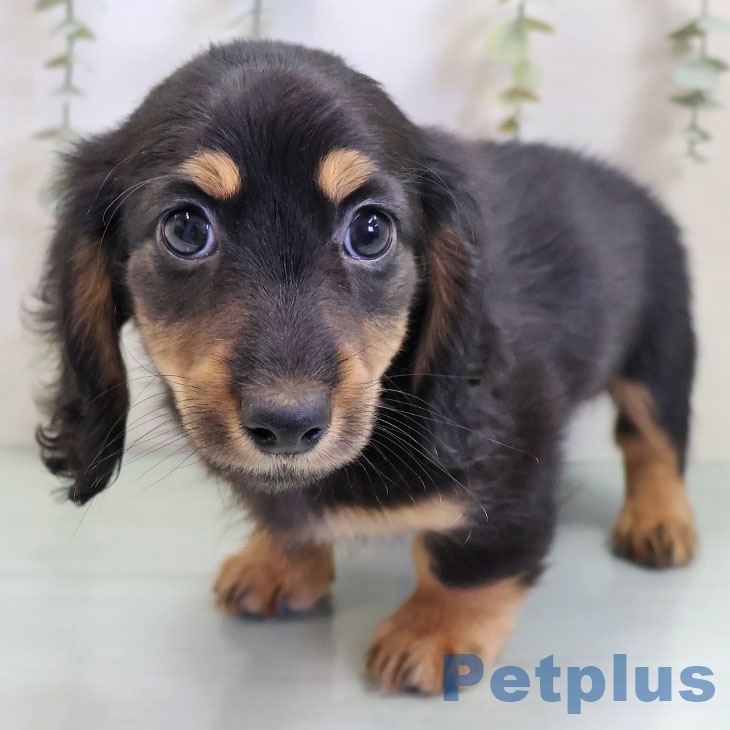 福岡県のミニチュアダックスフンド(ロング) (ペットプラス 福岡店/2025年10月29日生まれ/男の子/ブラックタン)の子犬の1枚目の画像