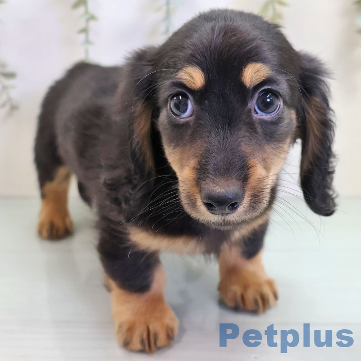 福岡県のミニチュアダックスフンド(ロング) (ペットプラス 福岡店/2025年10月29日生まれ/男の子/ブラックタン)の子犬の2枚目の画像