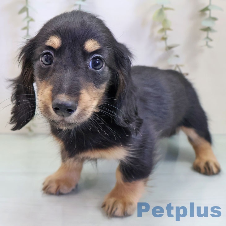福岡県のミニチュアダックスフンド(ロング) (ペットプラス 八幡東店/2025年10月29日生まれ/女の子/ブラックタン)の子犬の1枚目の画像