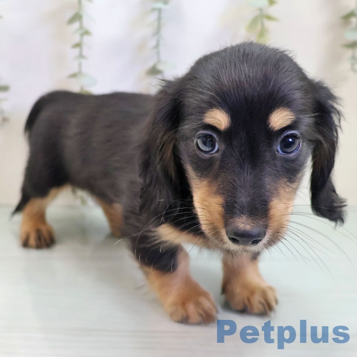 福岡県のミニチュアダックスフンド(ロング) (ペットプラス 八幡東店/2025年10月29日生まれ/女の子/ブラックタン)の子犬の2枚目の画像