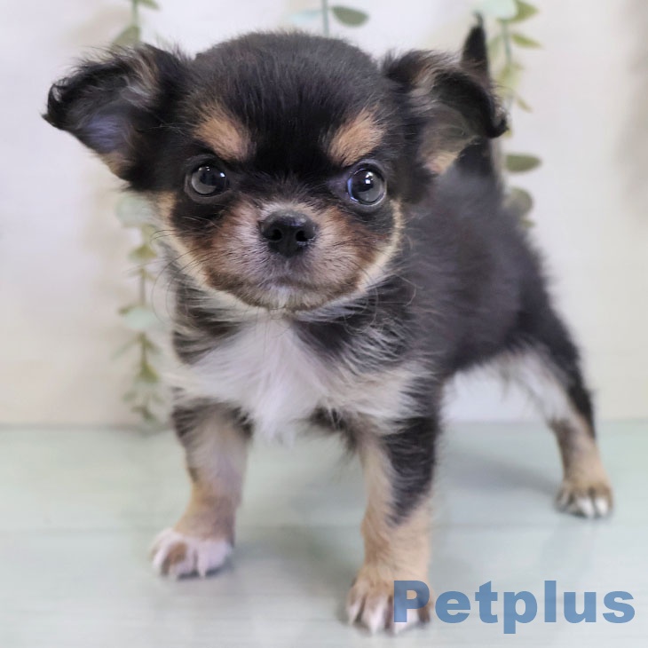 熊本県のチワワ(ロング) (ペットプラス 熊本店/2025年10月30日生まれ/男の子/ブラックタンホワイト)の子犬の1枚目の画像