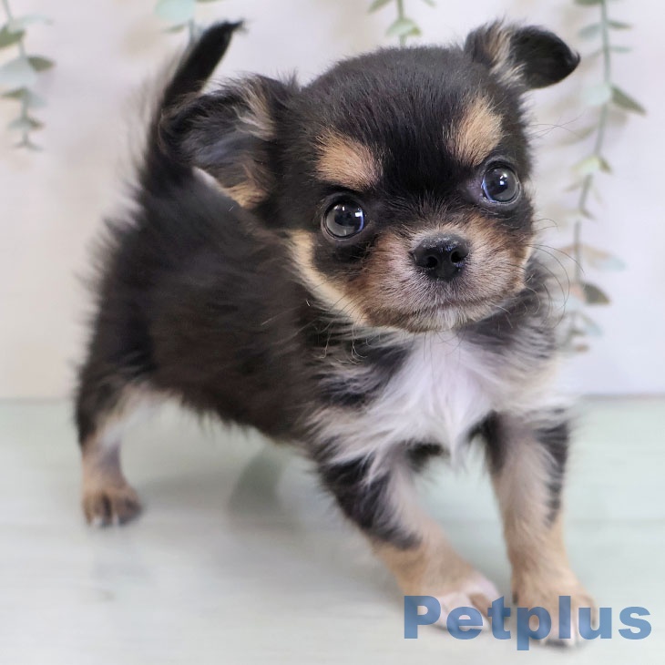 熊本県のチワワ(ロング) (ペットプラス 熊本店/2025年10月30日生まれ/男の子/ブラックタンホワイト)の子犬の2枚目の画像